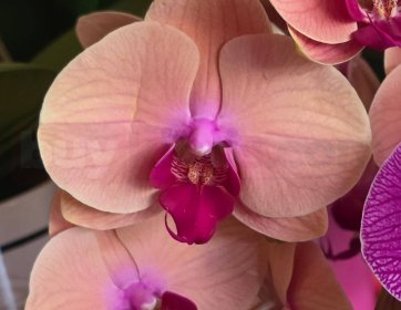 Pembe Phalaenopsis Orkide