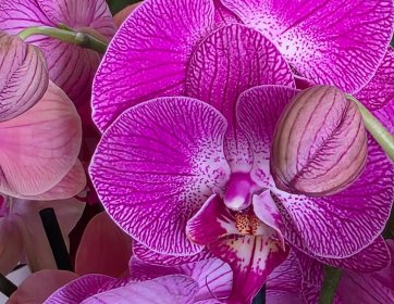 Desenli Mor Phalaenopsis Orkide