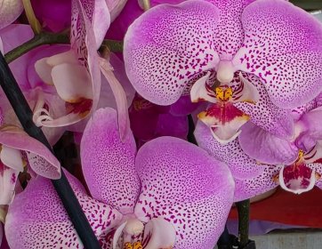 Benek Desenli Pembe Phalaenopsis Orkide