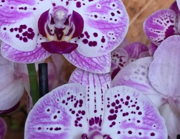Beyaz Mor Benekli Phalaenopsis Orkide