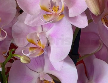 Açık Pembe Phalaenopsis Orkide