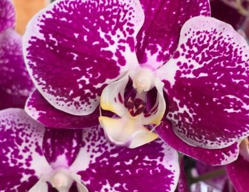 Mor Beyaz Desenli Phalaenopsis Orkide