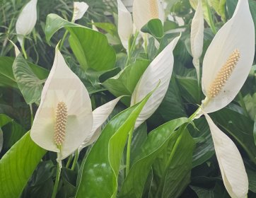 Barış Çiçeği (Spathiphyllum)