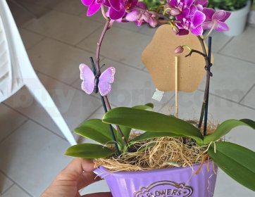 Mini Mor Phalaenopsis Orkide Aranjmanı