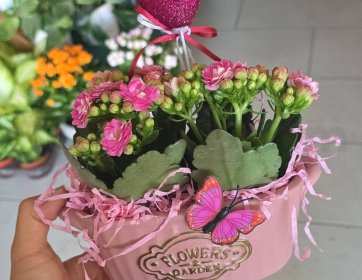 Pembe Kalanchoe Aranjmanı