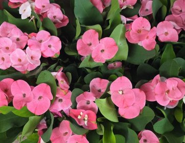 Pembe Dikenler Tacı (Euphorbia milii)