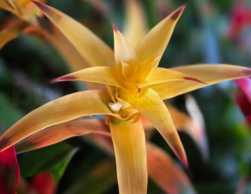 Sarı Guzmanya (Guzmania) Bitkisi