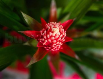 Kırmızı Guzmanya (Guzmania) Bitkisi