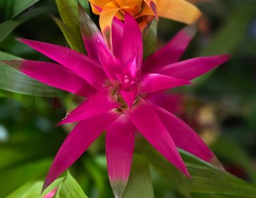 Pembe Guzmanya (Guzmania) Bitkisi