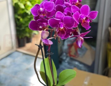 Mini Mor Phalaenopsis Orkide
