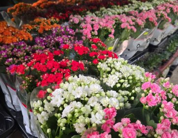Kalanchoe (Kalanşo) Çiçeği