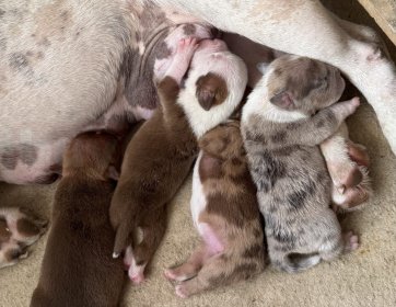 Satılık Safkan American Pocket bully 