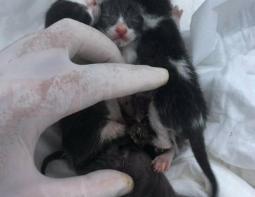 Bu minikler bugün doğdular.