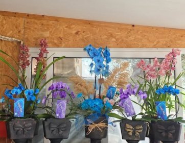 Dekoratif Saksılarda Renkli Orkide Koleksiyonu