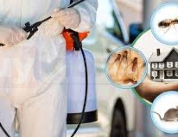 Profesyonel Haşere ve Kemirgen Kontrol Hizmeti Kıbrıs